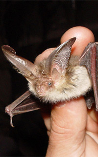 Picture of Bat