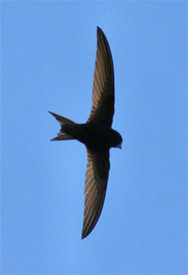 Picture of Breeding Bird (Swift)