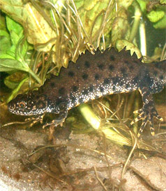 Picture of Crested Newt