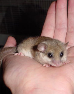 Picture of Dormouse
