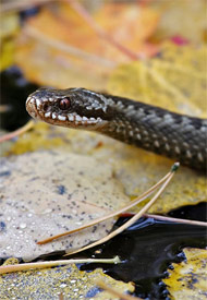 Picture of Adder