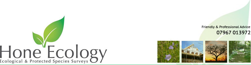 Ecological Surveys Header Graphic & Logo